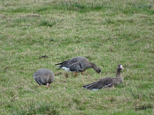 珀尔特尔的 珀尔特尔的